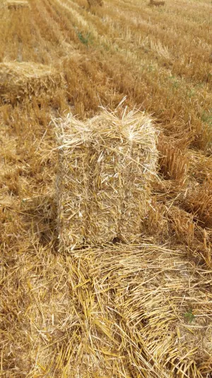 Žitna slama - thumbnail 1