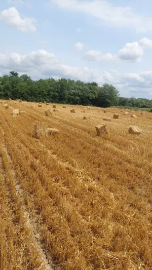 Žitna slama - thumbnail 2