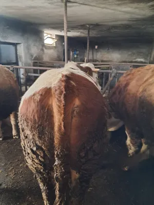 Bikovi Simental na prodaju - thumbnail 2