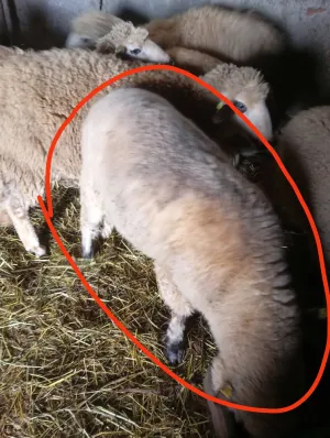 Na prodaju mlad ovan - thumbnail 1