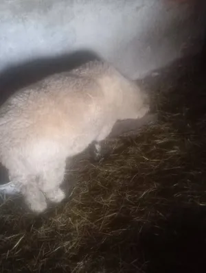 Na prodaju mlad ovan - thumbnail 2