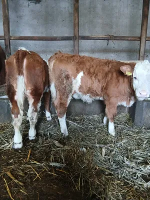 2 ženska teleta - thumbnail 1