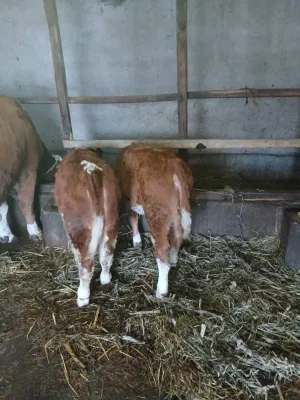 2 ženska teleta - thumbnail 2