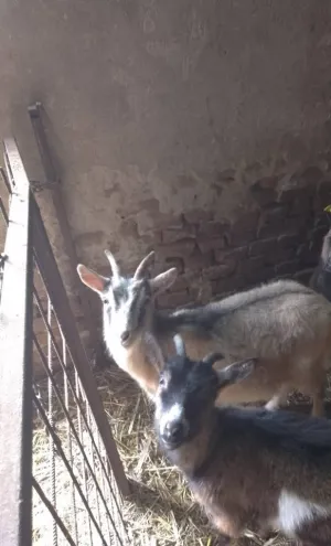 Jarac i jarići - thumbnail 1