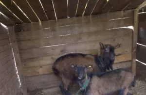 Jarac i jarići - thumbnail 2