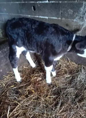 Prodajem tele - thumbnail 1