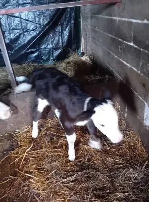 Prodajem tele - thumbnail 2