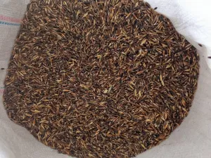 Crna zob - thumbnail 2