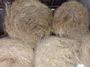 Livadsko seno - thumbnail 2