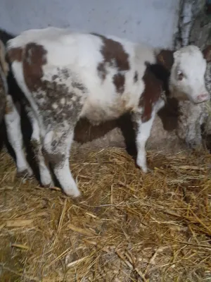 junice simental i musko tele angus\holštajn - thumbnail 1