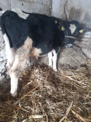 junice simental i musko tele angus\holštajn - thumbnail 2