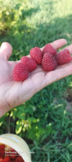 Sadnice maline - thumbnail 1