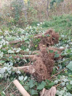 Sadnice maline - thumbnail 2