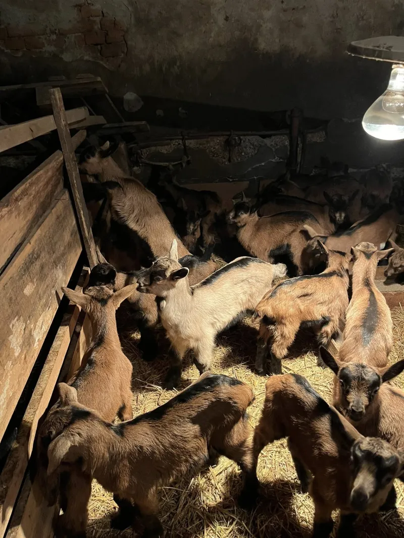 Čistokrvne alpine jarad