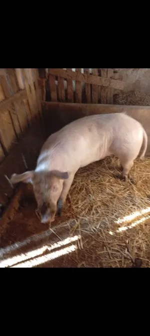 Nerast na prodaju - thumbnail 1