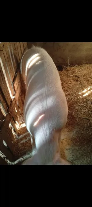 Nerast na prodaju - thumbnail 2