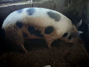 Dve krmače i dva praseta - thumbnail 1