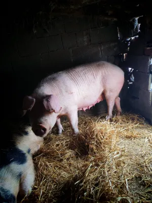 Dve krmače i dva praseta - thumbnail 2