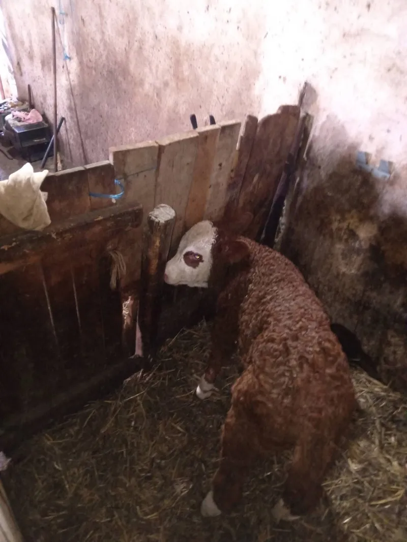 Na prodaju tele - simental