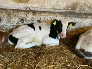 Na prodaju musko tele - thumbnail 1