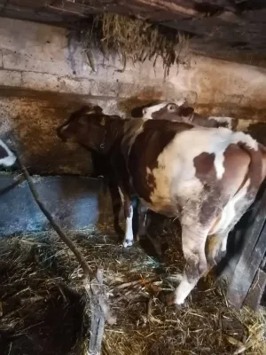 Jalova krava - thumbnail 1