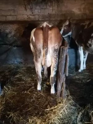 Jalova krava - thumbnail 2