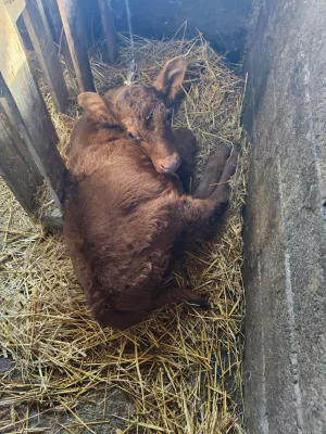 Žensko tele - thumbnail 1