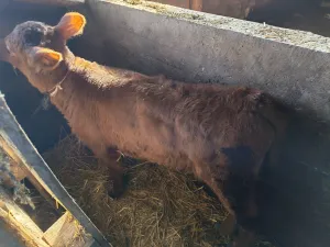 Žensko tele - thumbnail 2