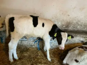 Na prodaju musko tele - thumbnail 2