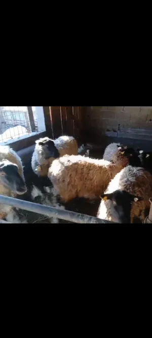 Ovce Romanovske - thumbnail 1