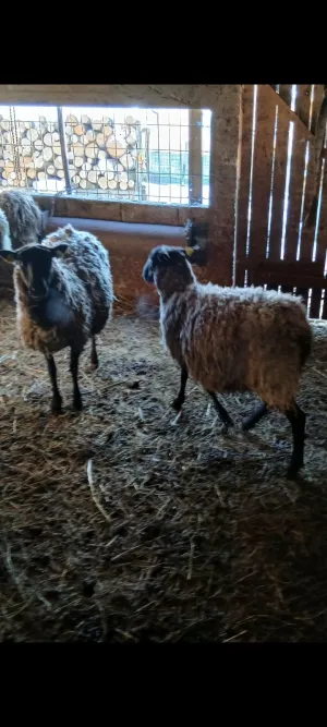 Ovce Romanovske - thumbnail 2