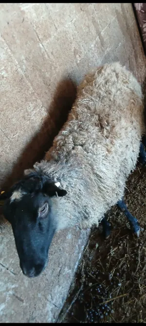 Ovce Romanovske - thumbnail 3