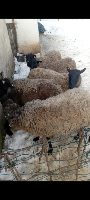 Ovce Romanovske - thumbnail 4