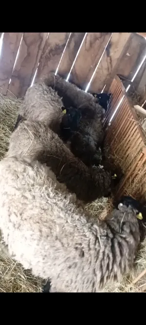 Ovce Romanovske - thumbnail 5