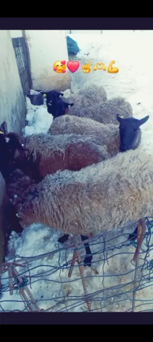 Ovce Romanovske - thumbnail 6