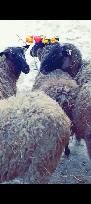 Ovce Romanovske - thumbnail 7