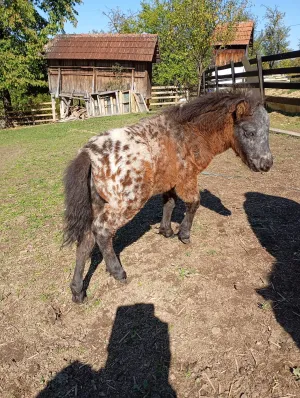 Mini poni Apaluzo - thumbnail 2