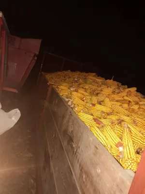 Berač Zmaj 216 - thumbnail 2