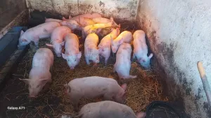 Prasići na prodaju - thumbnail 1