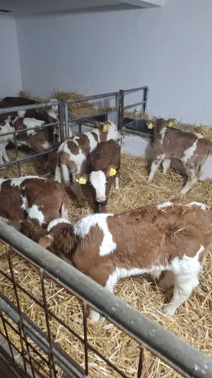 Muška telad na prodaju - thumbnail 1