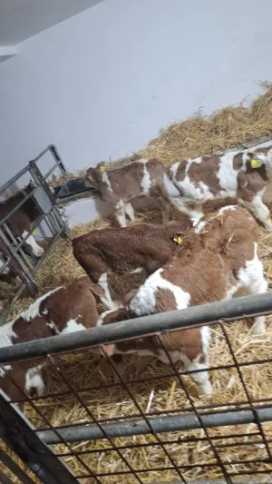 Muška telad na prodaju - thumbnail 2