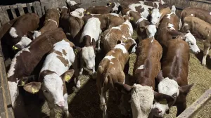 Simentalci telad - thumbnail 1