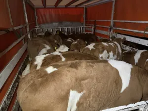 Simentalci telad - thumbnail 2