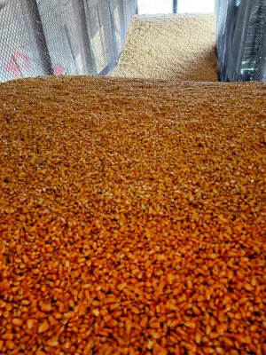 Kukuruz - thumbnail 1