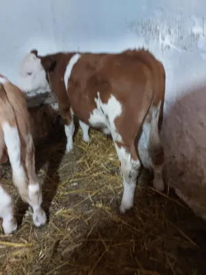 3 teleta simentalca - thumbnail 1