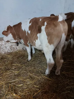 3 teleta simentalca - thumbnail 2