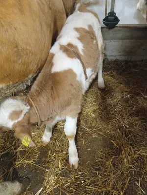 Žensko tele - thumbnail 1