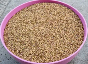 Prodaja lucerke - thumbnail 1