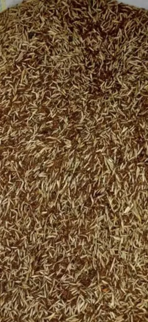 Prodaja lucerke - thumbnail 2