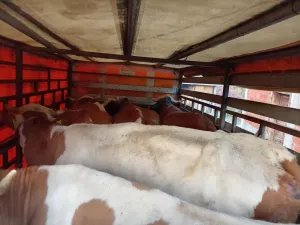 Otkup stoke - thumbnail 1